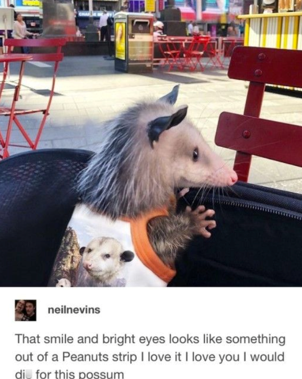 neilnevins That smile and bright eyes looks like something out of a Peanuts strip I love it I love you I would di for this possum