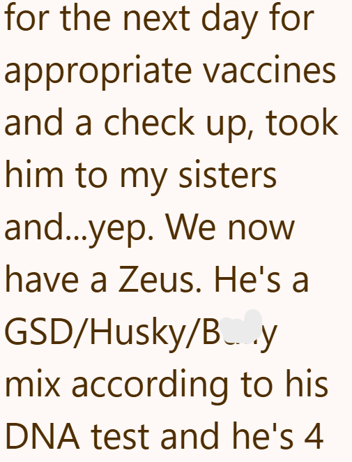 for the next day for appropriate vaccines and a check up, took him to my sisters and...yep. We now have a Zeus. He's a GSD/Husky/B...y mix according to his DNA test and he's 4