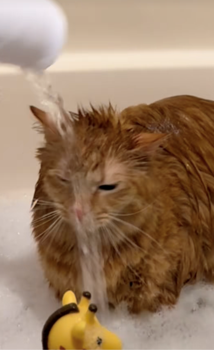 Orange cat deemed ‘Most Tolerant Cat’ by the internet after a video of him taking a bath with his favorite tiny human goes viral: ‘They were babies together!’