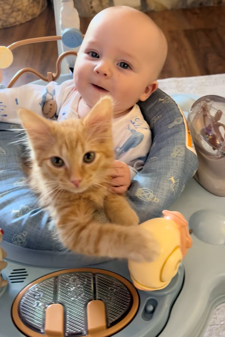 Cheezburger Image 10610384640