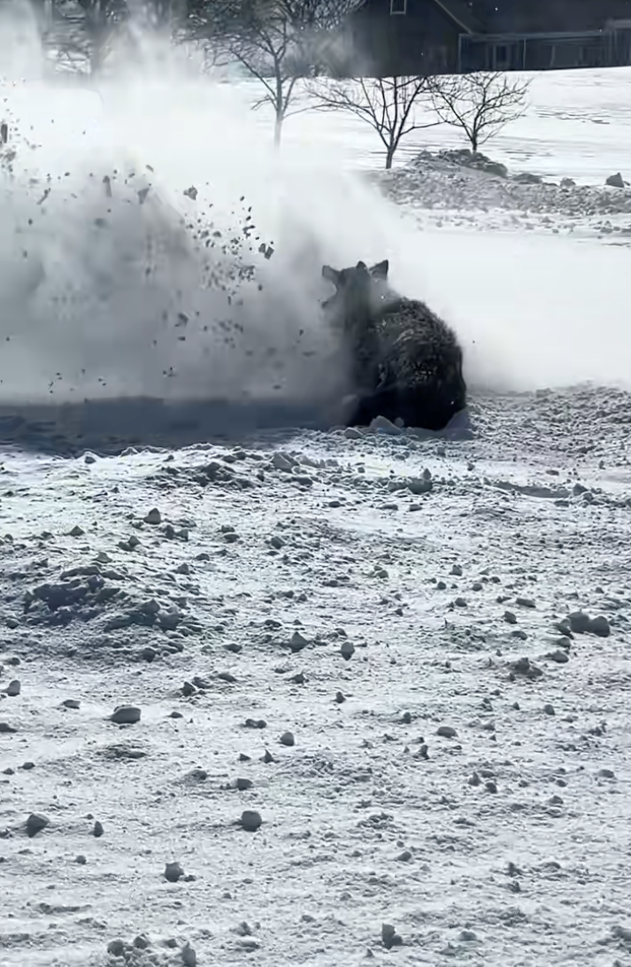 Rural homeowners ask to borrow their neighbor's snow blower, they say yes but only if they also have to take their dog with them, howlarity ensues: ‘She likes to play in the snow…'