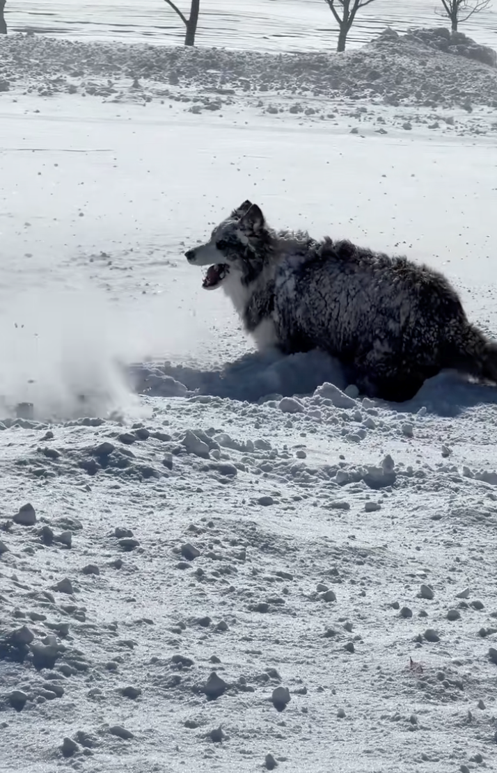 Rural homeowners ask to borrow their neighbor's snow blower, they say yes but only if they also have to take their dog with them, howlarity ensues: ‘She likes to play in the snow…'