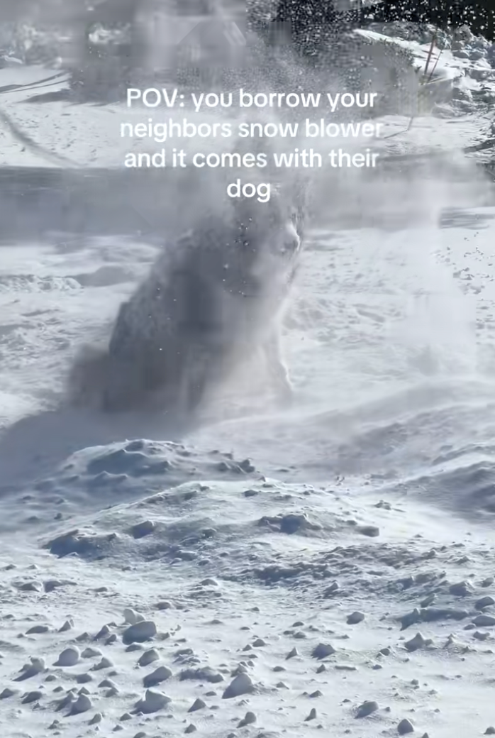 Rural homeowners ask to borrow their neighbor's snow blower, they say yes but only if they also have to take their dog with them, howlarity ensues: ‘She likes to play in the snow…'