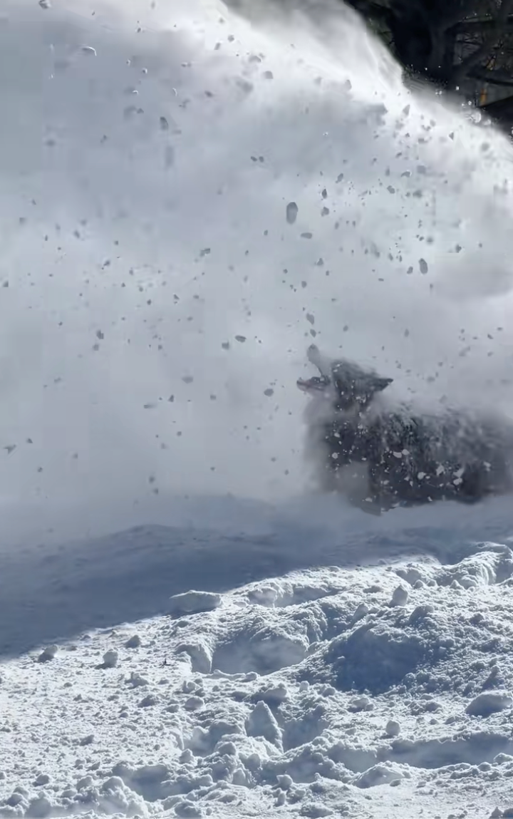 Rural homeowners ask to borrow their neighbor's snow blower, they say yes but only if they also have to take their dog with them, howlarity ensues: ‘She likes to play in the snow…'