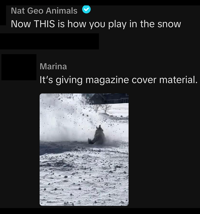 Nat Geo Animals Now THIS is how you play in the snow Marina It's giving magazine cover material.