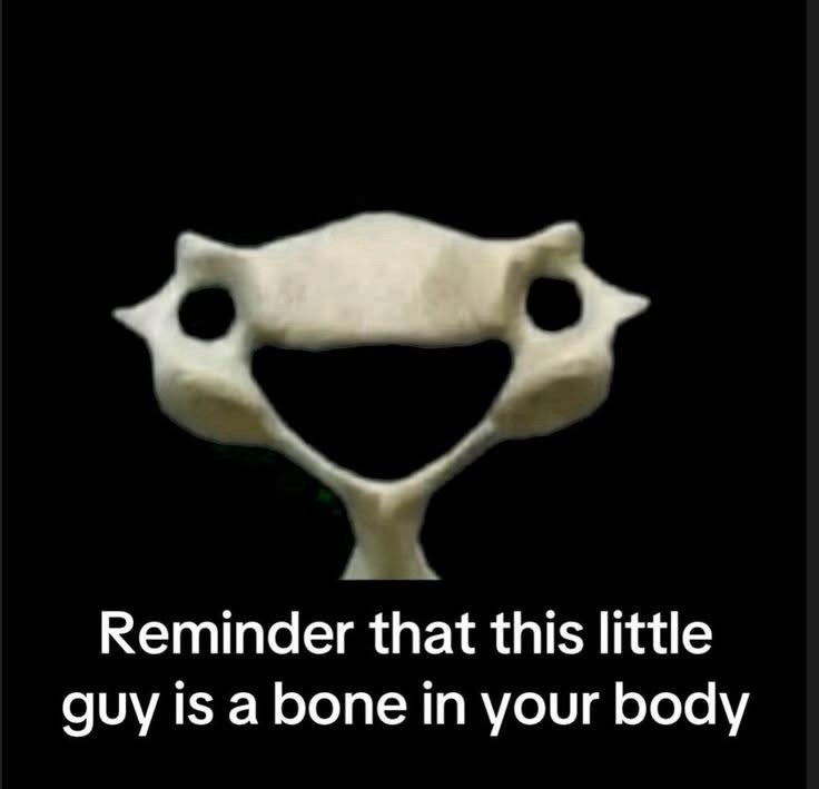 Reminder that this little guy is a bone in your body
