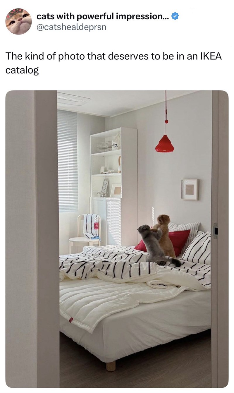 cats with powerful impression... ❤ @catshealdeprsn The kind of photo that deserves to be in an IKEA catalog C.