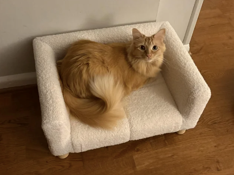 Cheezburger Image 10610504704