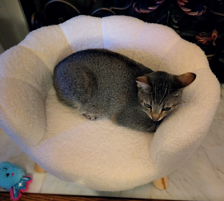 Cheezburger Image 10610504960