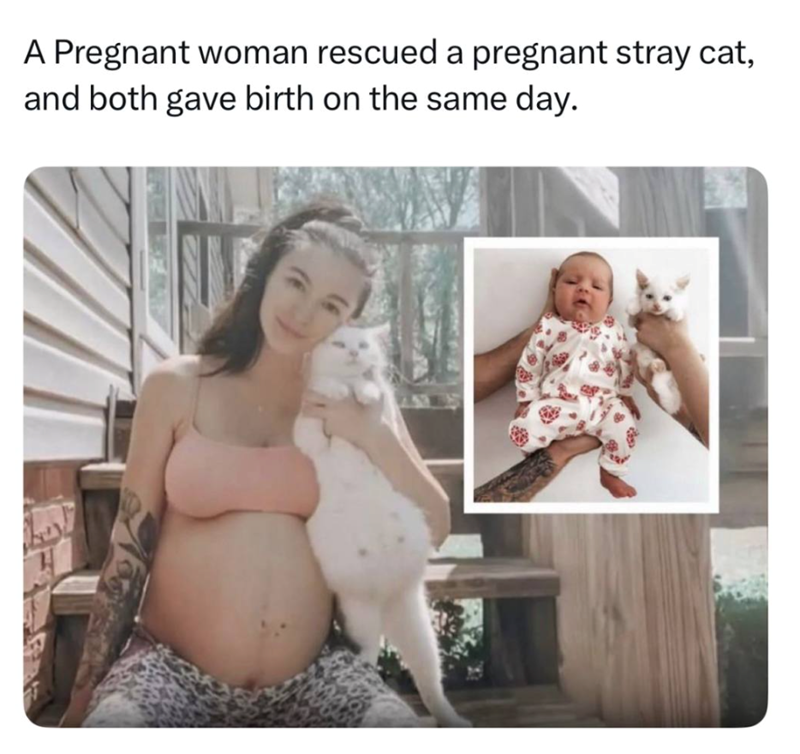 A Pregnant woman rescued a pregnant stray cat, and both gave birth on the same day.