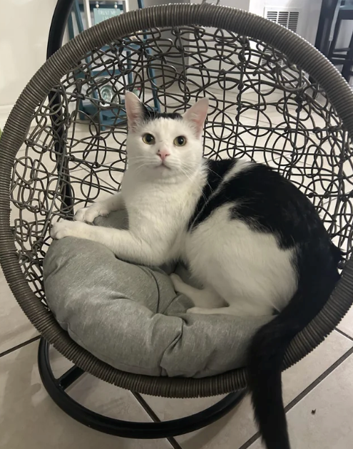 Cheezburger Image 10610505728