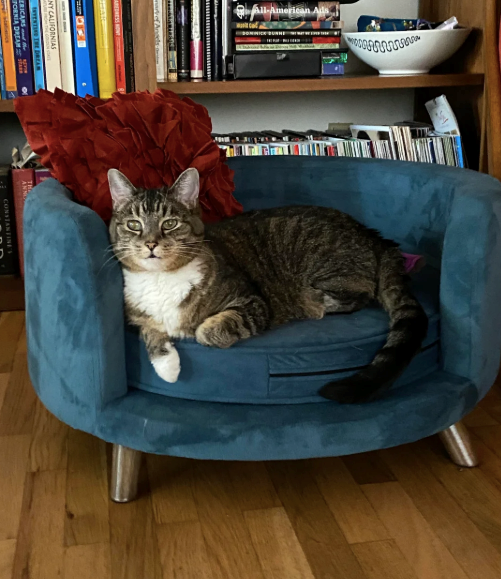 All-American A wary of Anads NY CALIFORNIAS INVENTING THE DREAM ERICANS and he FORNIA DREAM ANNI CONSTANTINE'S