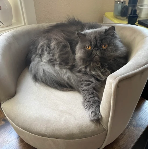 Cheezburger Image 10610506496