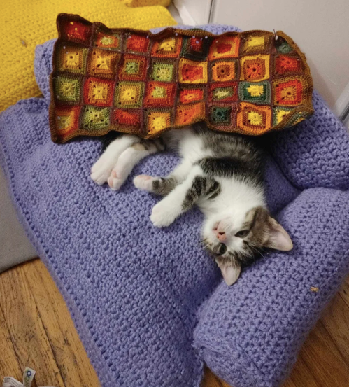 Cheezburger Image 10610506752