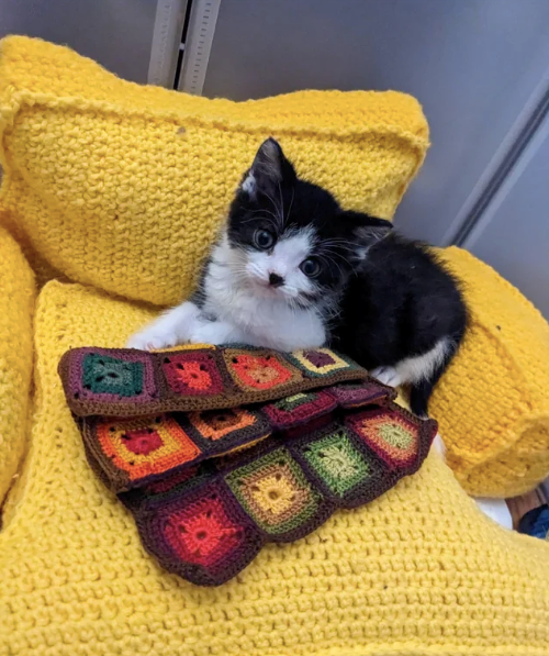 Cheezburger Image 10610507008