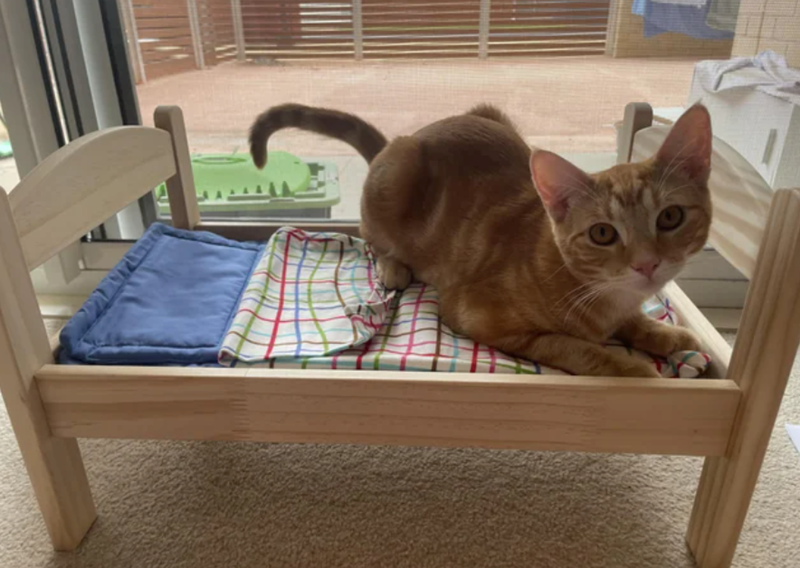 Cheezburger Image 10610507264