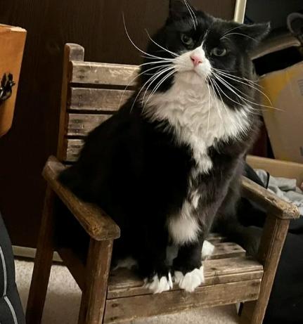 Cheezburger Image 10610507776