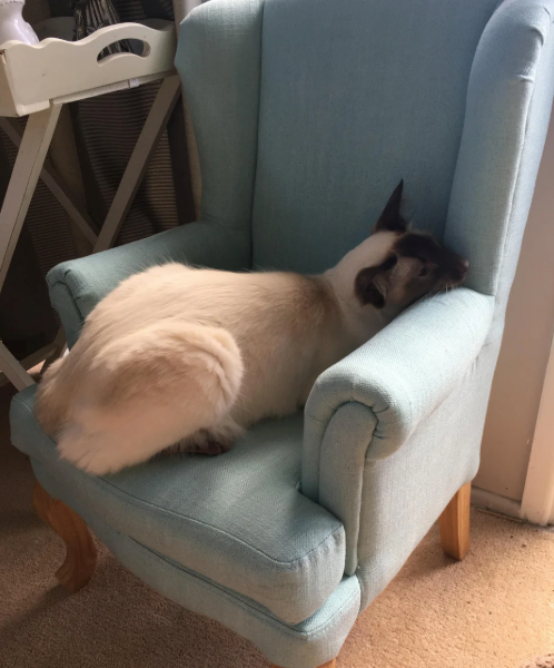 Cheezburger Image 10610508032