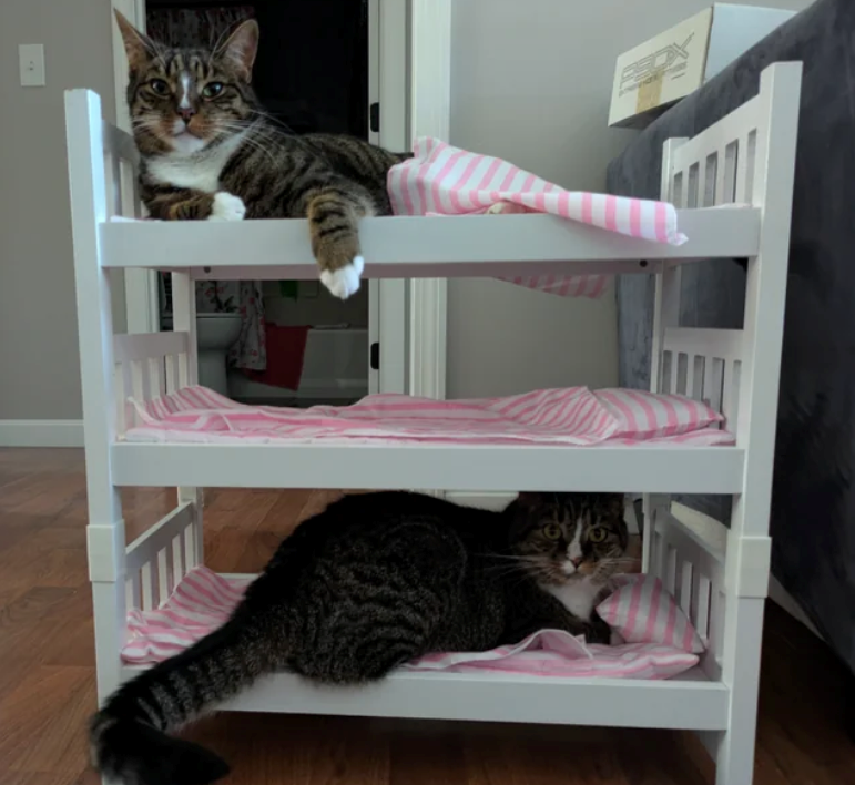 Cheezburger Image 10610510080