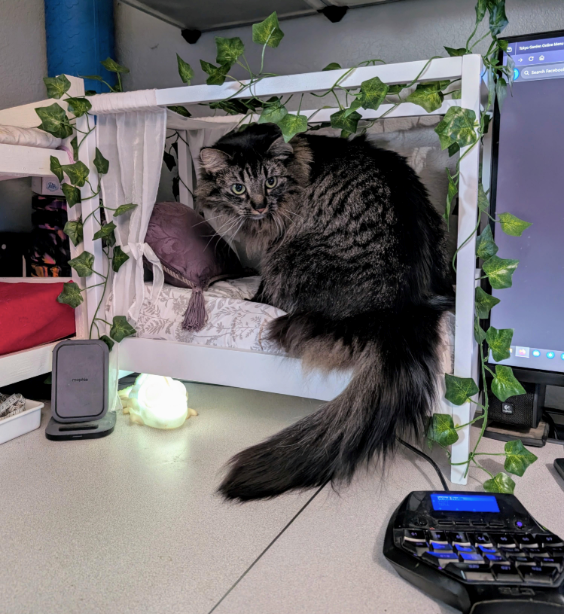 Cheezburger Image 10610510848