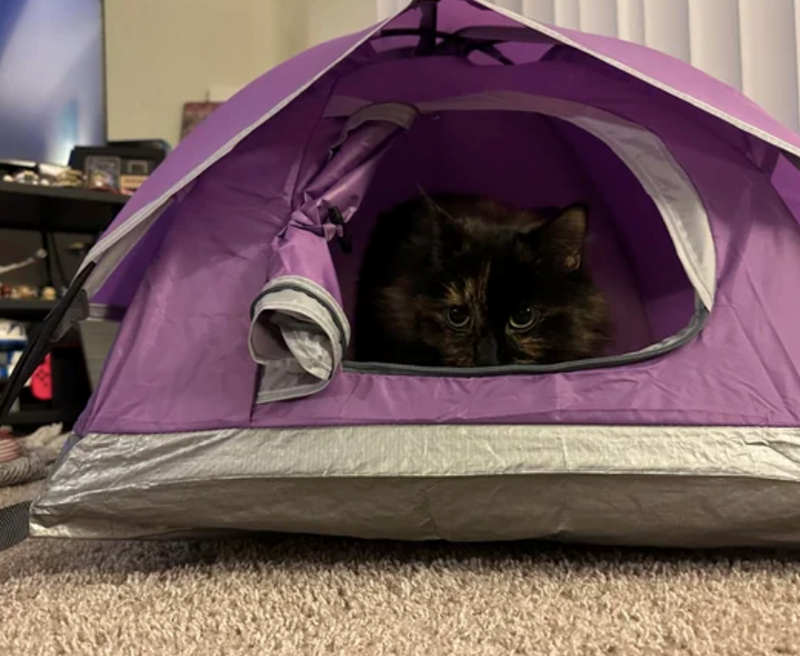 Cheezburger Image 10610511104