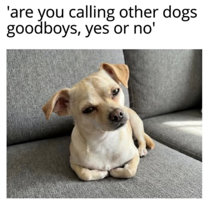 'are you calling other dogs goodboys, yes or no'