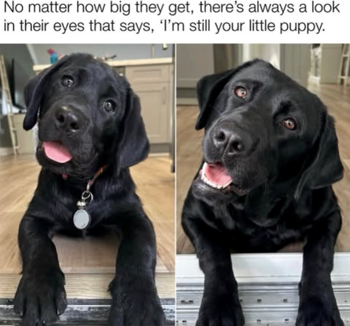 No matter how big they get, there's always a look in their eyes that says, 'I'm still your little puppy.