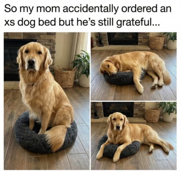 So my mom accidentally ordered an xs dog bed but he's still grateful...