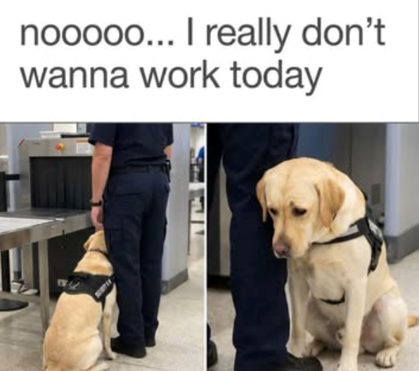 nooooo... I really don't wanna work today