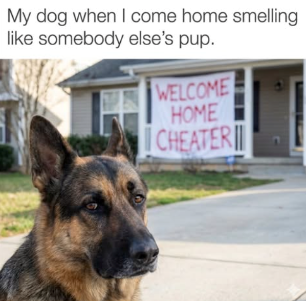 My dog when I come home smelling like somebody else's pup. WELCOME HOME CHEATER