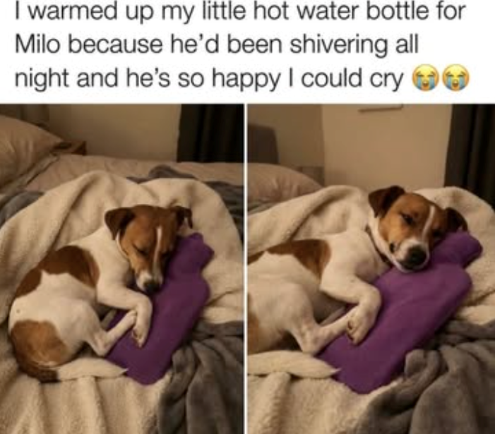 I warmed up my little hot water bottle for Milo because he'd been shivering all night and he's so happy I could cry
