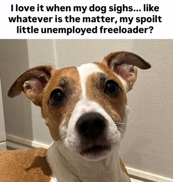 I love it when my dog sighs... like whatever is the matter, my spoilt little unemployed freeloader?