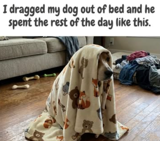 I dragged my dog out of bed and he spent the rest of the day like this.