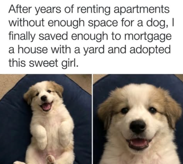 After years of renting apartments without enough space for a dog, I finally saved enough to mortgage a house with a yard and adopted this sweet girl.