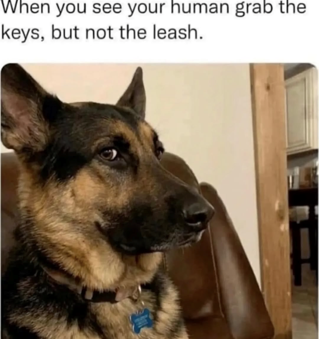 When you see your human grab the keys, but not the leash.