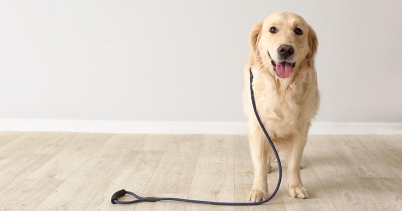 Sweet golden retriever dog waiting by the door. 