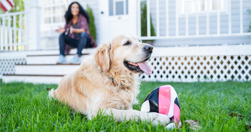 Dogsitting a golden retriever.
