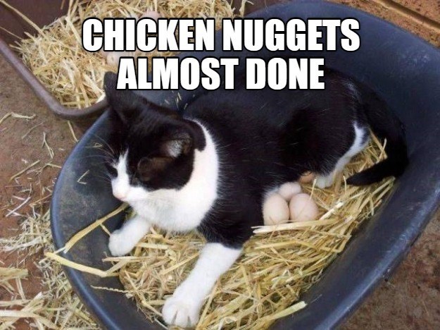 Cheezburger Image 10610704384