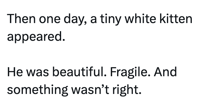 Then one day, a tiny white kitten appeared. He was beautiful. Fragile. And something wasn't right.