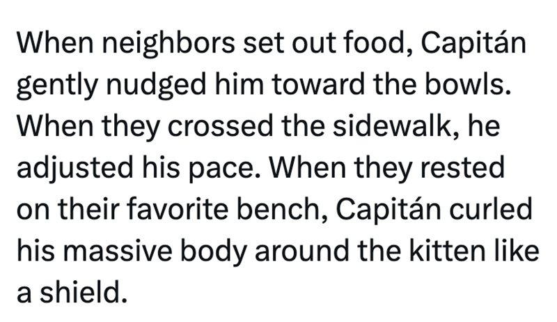 When neighbors set out food, Capitán gently nudged him toward the bowls. When they crossed the sidewalk, he adjusted his pace. When they rested on their favorite bench, Capitán curled his massive body around the kitten like a shield.