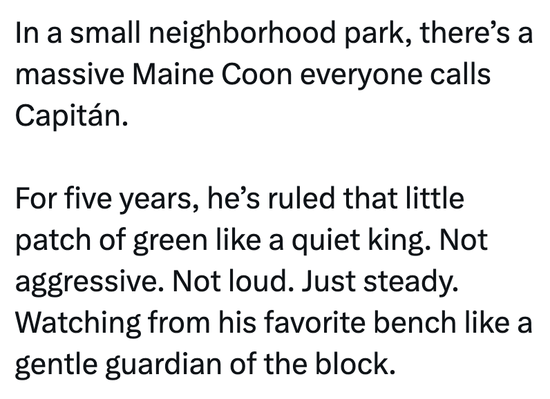 In a small neighborhood park, there's a massive Maine Coon everyone calls Capitán. For five years, he's ruled that little patch of green like a quiet king. Not aggressive. Not loud. Just steady. Watching from his favorite bench like a gentle guardian of the block.