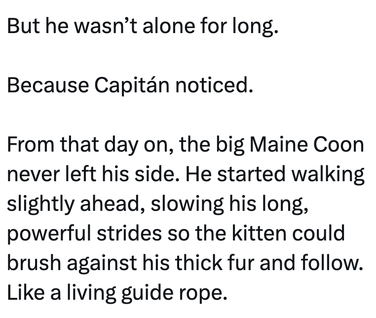 But he wasn't alone for long. Because Capitán noticed. From that day on, the big Maine Coon never left his side. He started walking slightly ahead, slowing his long, powerful strides so the kitten could brush against his thick fur and follow. Like a living guide rope.