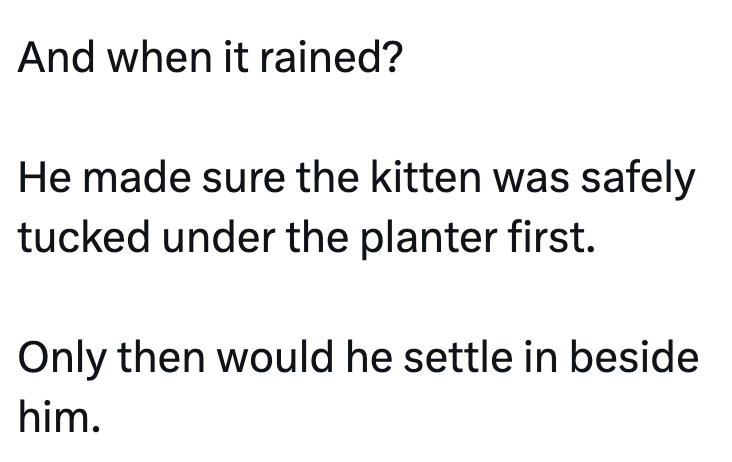 And when it rained? He made sure the kitten was safely tucked under the planter first. Only then would he settle in beside him.