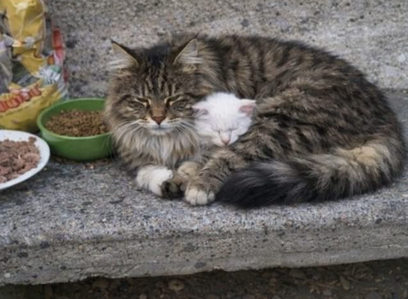 Cheezburger Image 10610710016