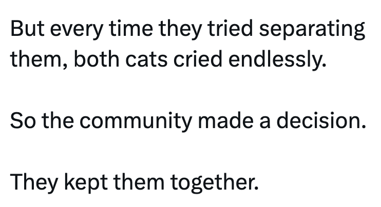 But every time they tried separating them, both cats cried endlessly. So the community made a decision. They kept them together.