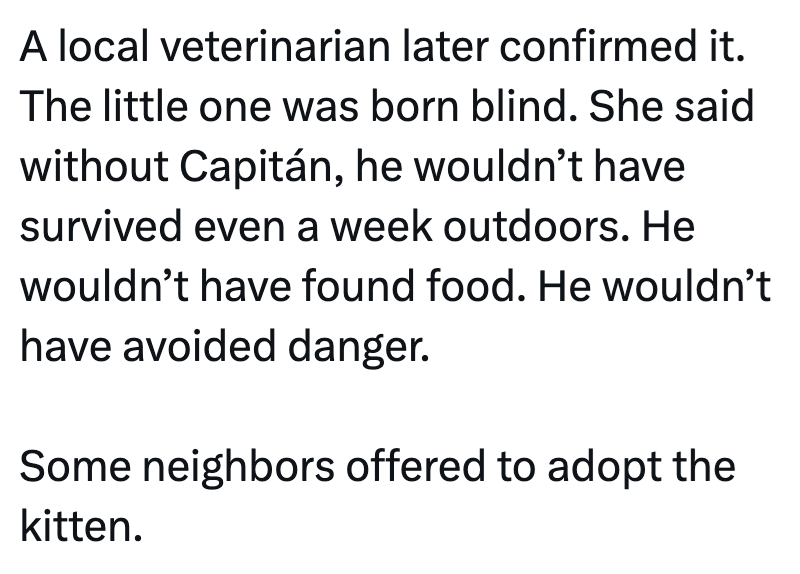 A local veterinarian later confirmed it. The little one was born blind. She said without Capitán, he wouldn't have survived even a week outdoors. He wouldn't have found food. He wouldn't have avoided danger. Some neighbors offered to adopt the kitten.