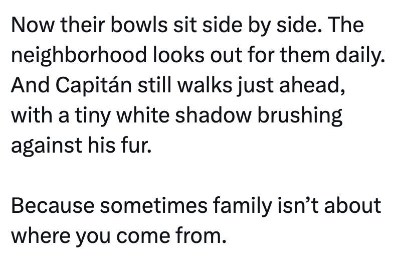 Now their bowls sit side by side. The neighborhood looks out for them daily. And Capitán still walks just ahead, with a tiny white shadow brushing against his fur. Because sometimes family isn't about where you come from.