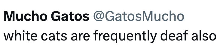 Mucho Gatos @Gatos Mucho white cats are frequently deaf also
