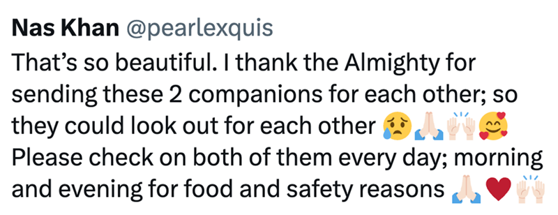 Nas Khan @pearlexquis That's so beautiful. I thank the Almighty for sending these 2 companions for each other; so they could look out for each other WS Please check on both of them every day; morning and evening for food and safety reasons