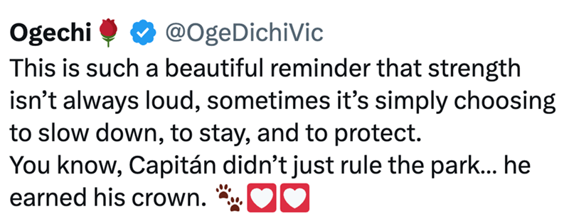 Ogechi @OgeDichiVic This is such a beautiful reminder that strength isn't always loud, sometimes it's simply choosing to slow down, to stay, and to protect. You know, Capitán didn't just rule the park... he earned his crown. *♥♥